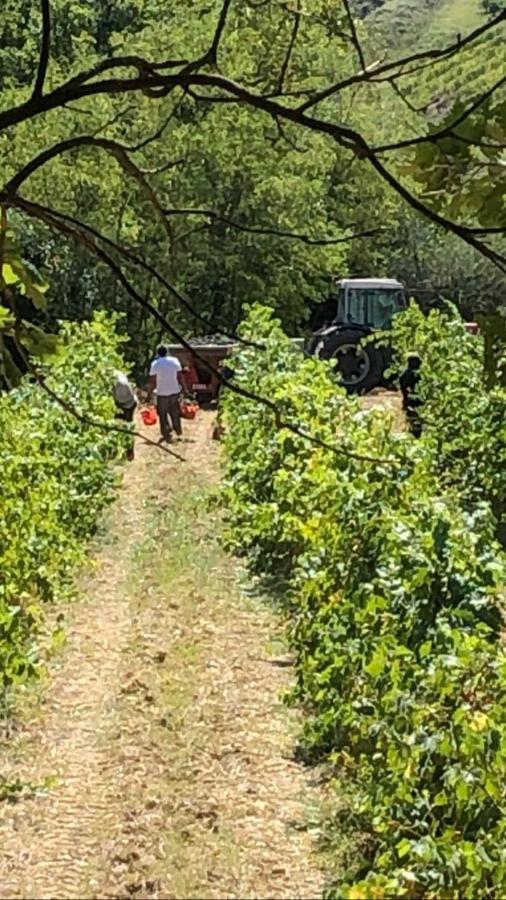Podere Ghiole Montespertoli Dış mekan fotoğraf